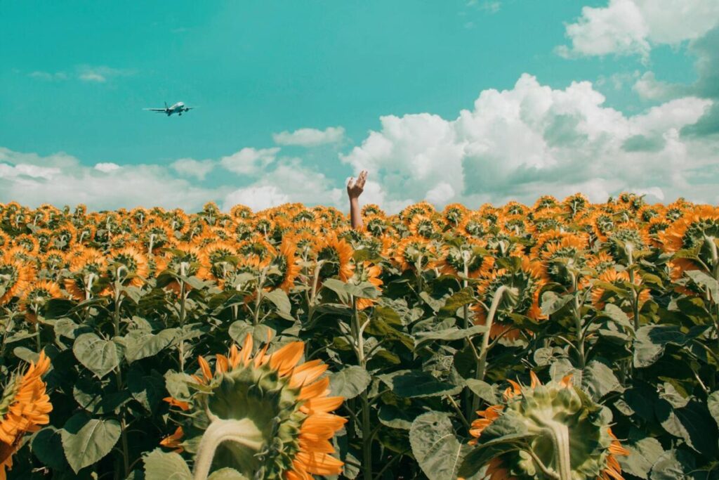 Heeft Emmely de Wilt een partner? Dit is wat we weten A hand emerges from a vibrant sunflower field under a bright blue sky with a distant airplane flying overhead.