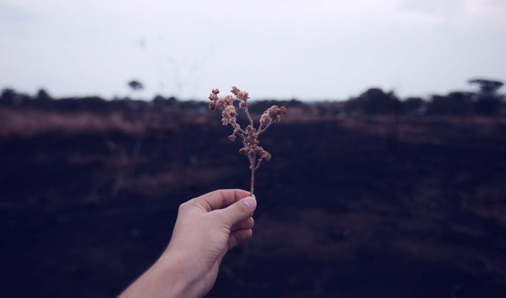 A hand holding a dried branch against a dark, burnt landscape, evoking themes of resilience.