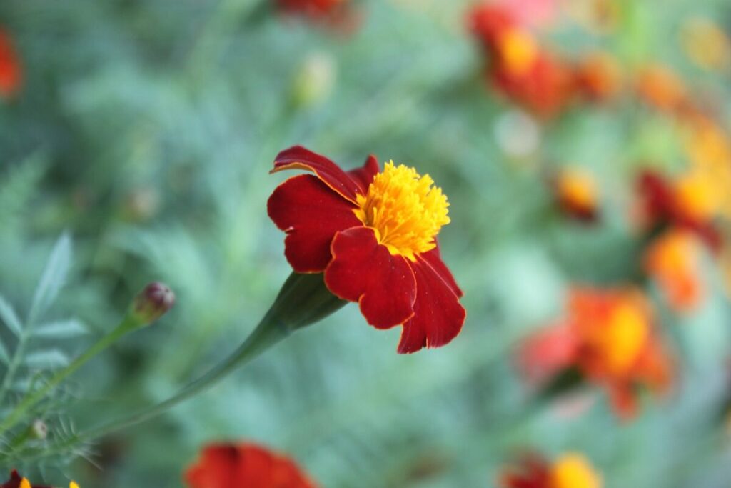 Leeftijd Marjan Strijbosch onthuld: forever 39 blijkt sprankelende 78