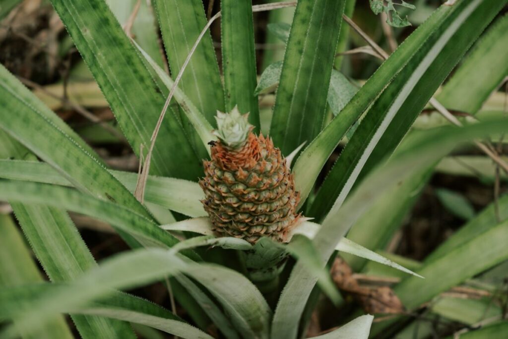 Ananasplant verzorgen binnenshuis: zo geef je de juiste hoeveelheid licht, water en voeding a pineapple growing in the middle of a pineapple tree