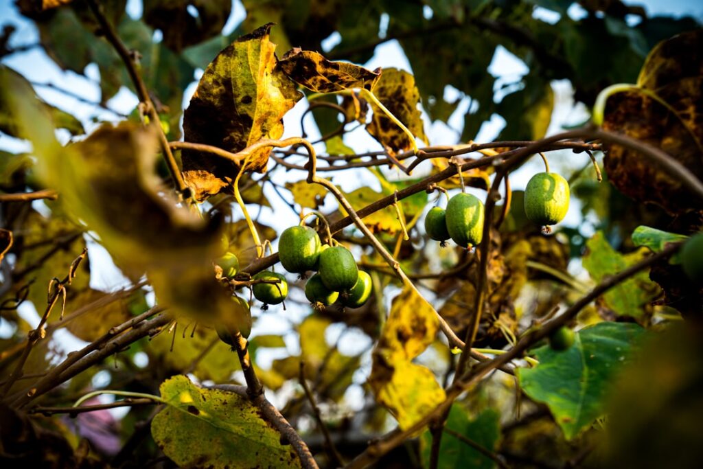 Small but Mighty: The Nutrient-Dense Hardy Kiwi Fruit