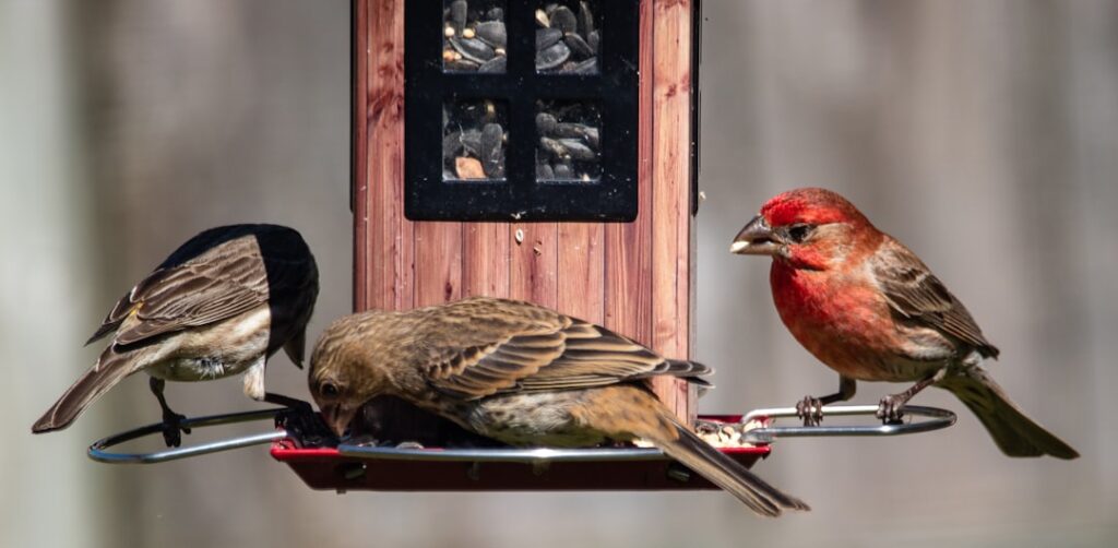 A male (red) and two female house finches dig into the seeds on my feeder.