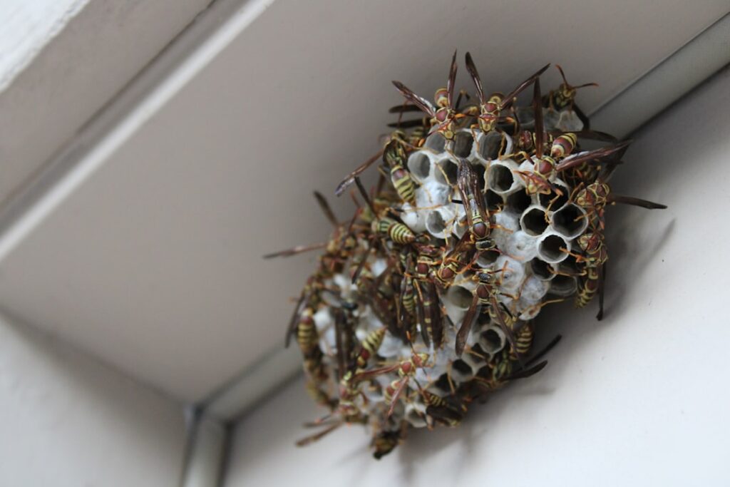 Bee Safe Bee Removal shows a close-up look at a wasp nest during a removal for an exposed beehive. Over 30,000 bees were saved!