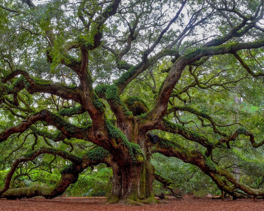 Hoe snel groeit een eik? Groei, factoren en topsoorten Angel Oak Tree | Charleston, South Carolina