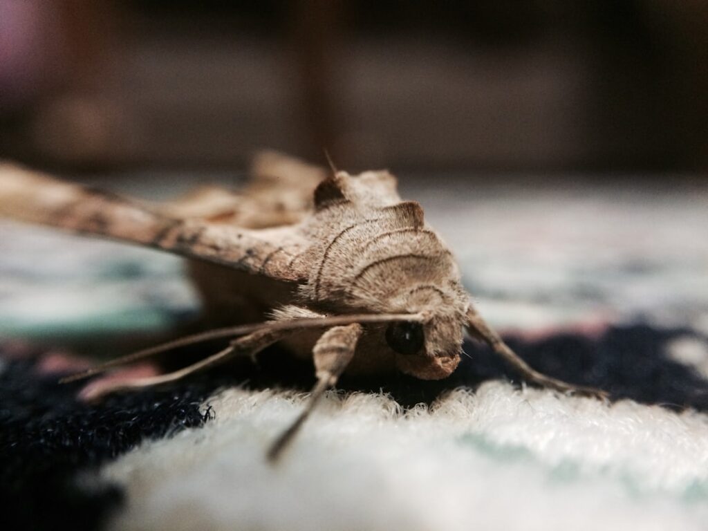 #butterfly 🦋 #macro