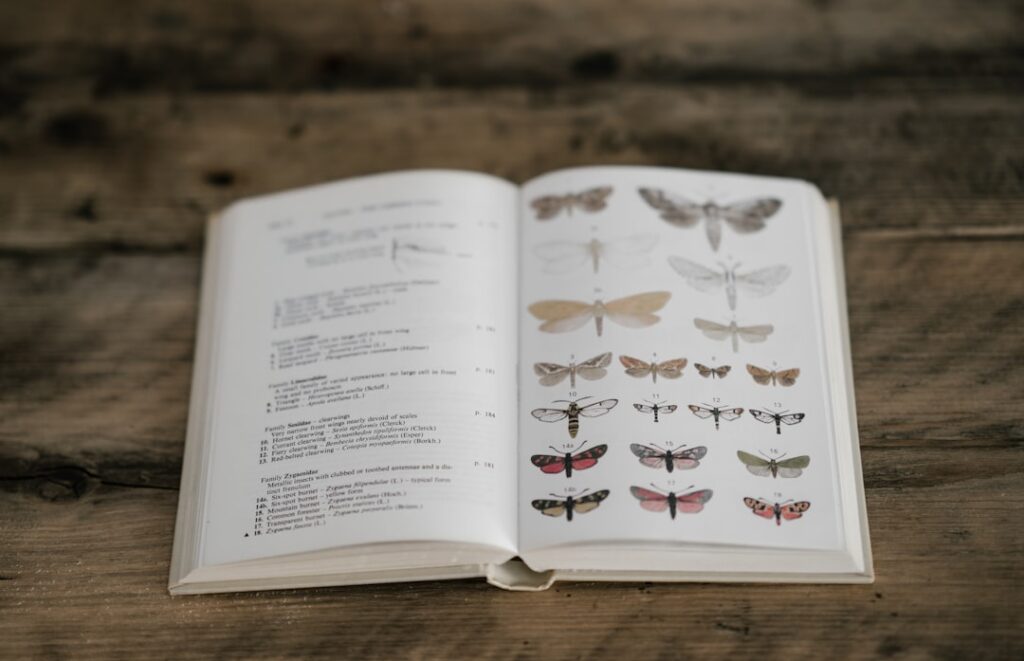Vintage buterflies